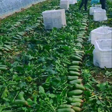天津西青沙窝萝卜批发零售一件代发