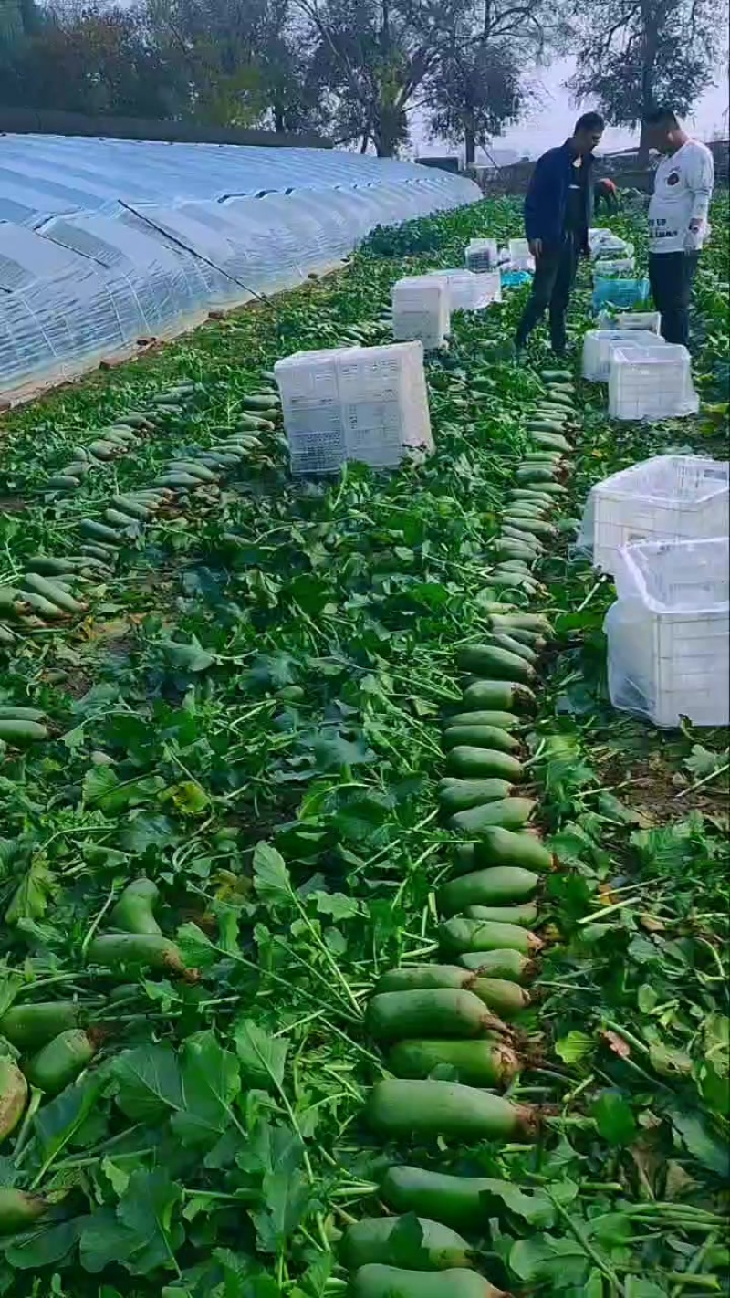 天津西青沙窝萝卜批发零售一件代发