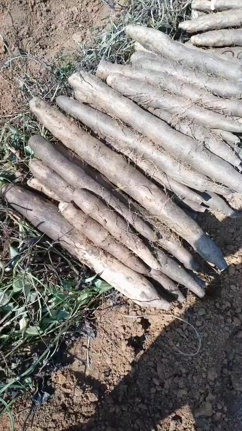 产地直发价钱美丽想要的老板可以联系我
