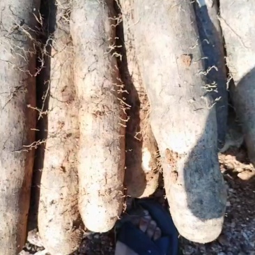 本人种有百亩黑鬼山药，产地直发，价钱优惠想要的老板可以联
