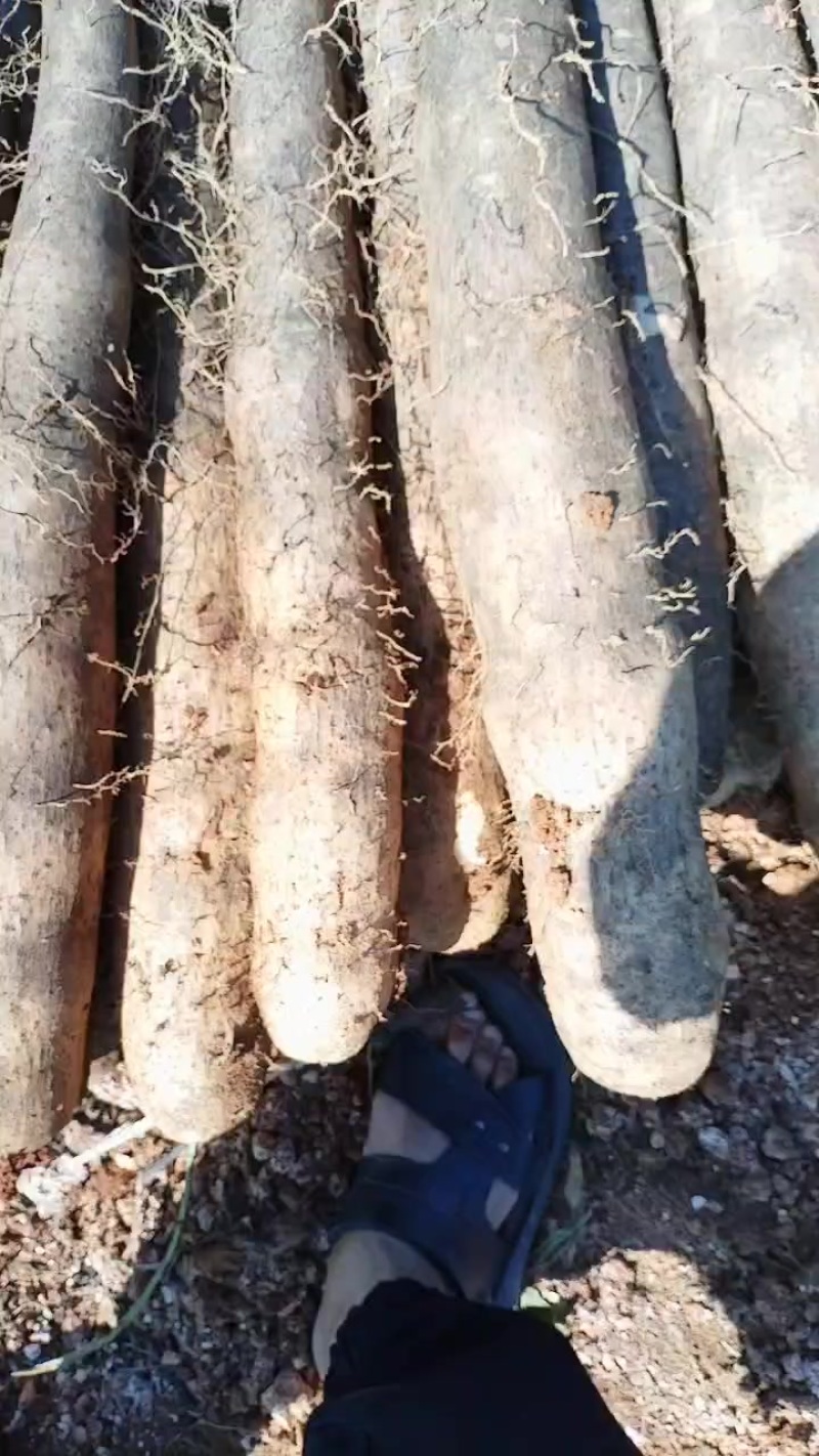 本人种有百亩黑鬼山药，产地直发，价钱优惠想要的老板可以联