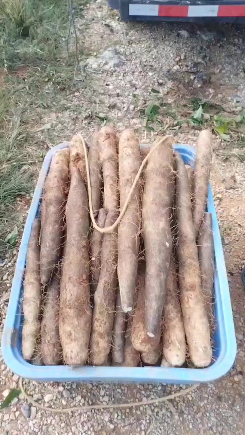本人种有百亩黑鬼山药，产地直发，价钱优惠想要的老板可以联