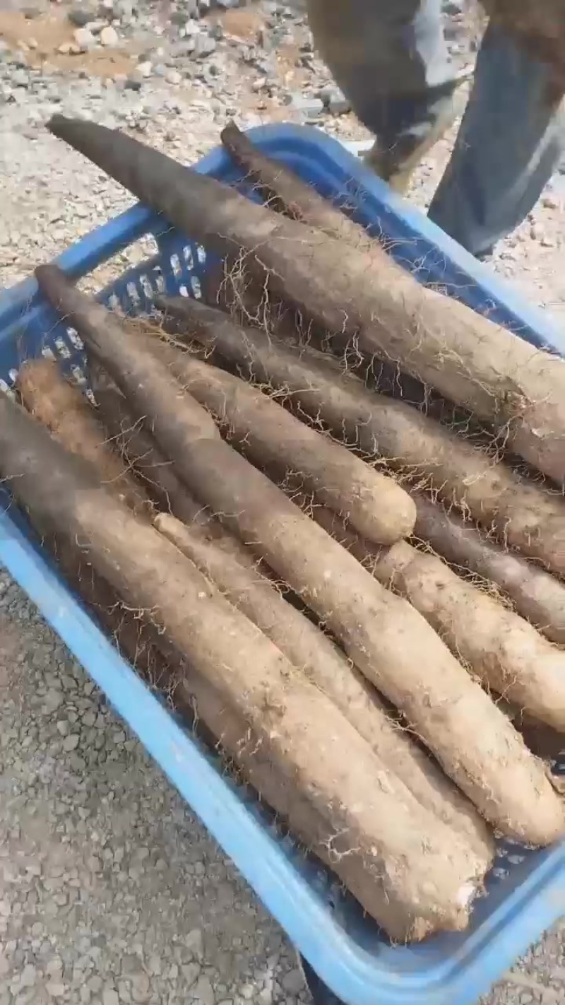 本人种有百亩黑鬼山药，产地直发，价钱优惠想要的老板可以联