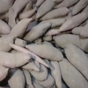 精品白哈密，沙土地种植，口感面甜