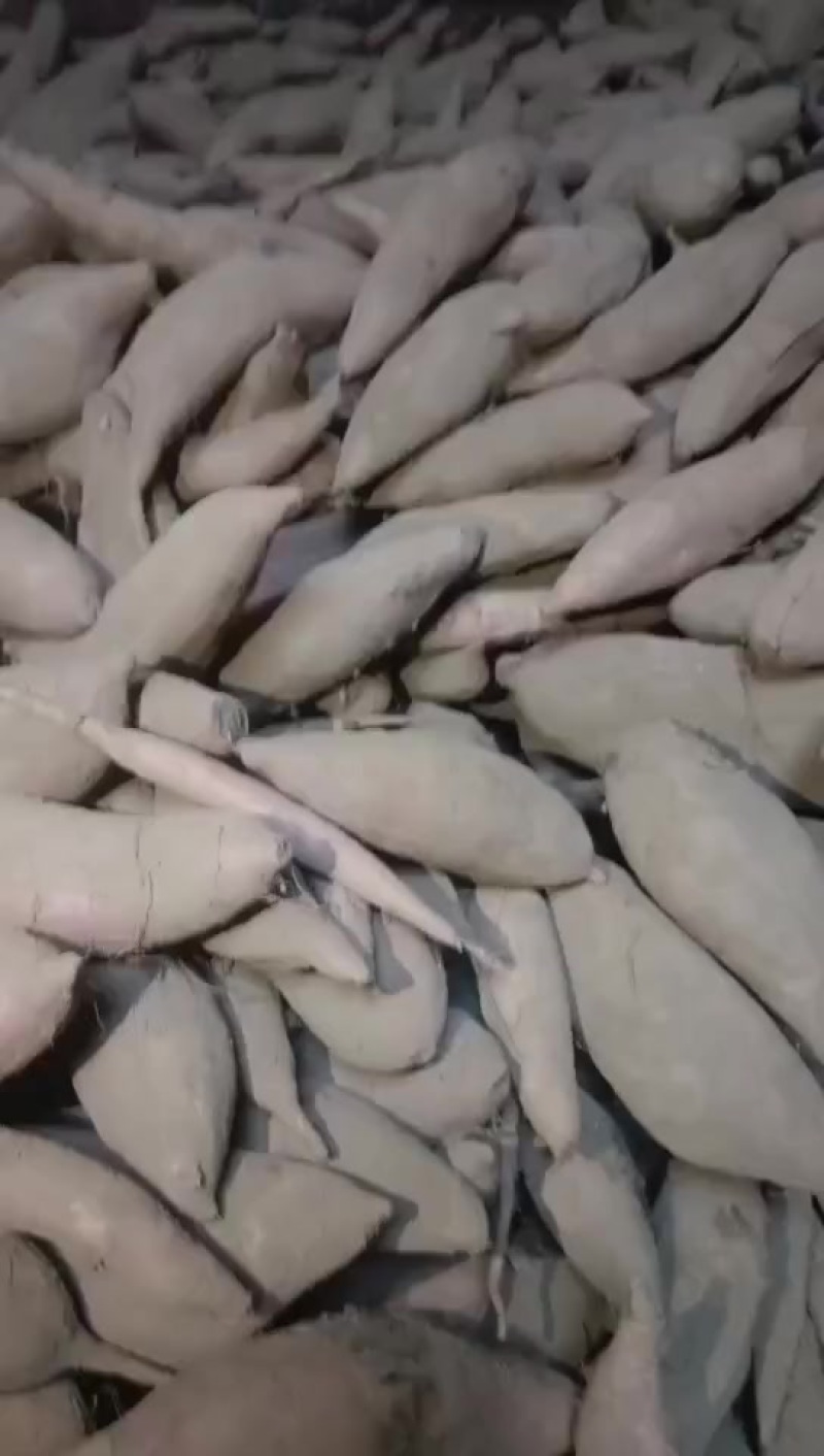精品白哈密，沙土地种植，口感面甜