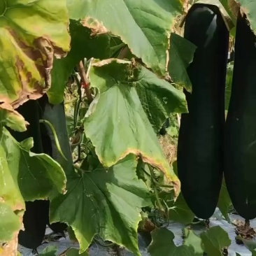 广西马山冬瓜