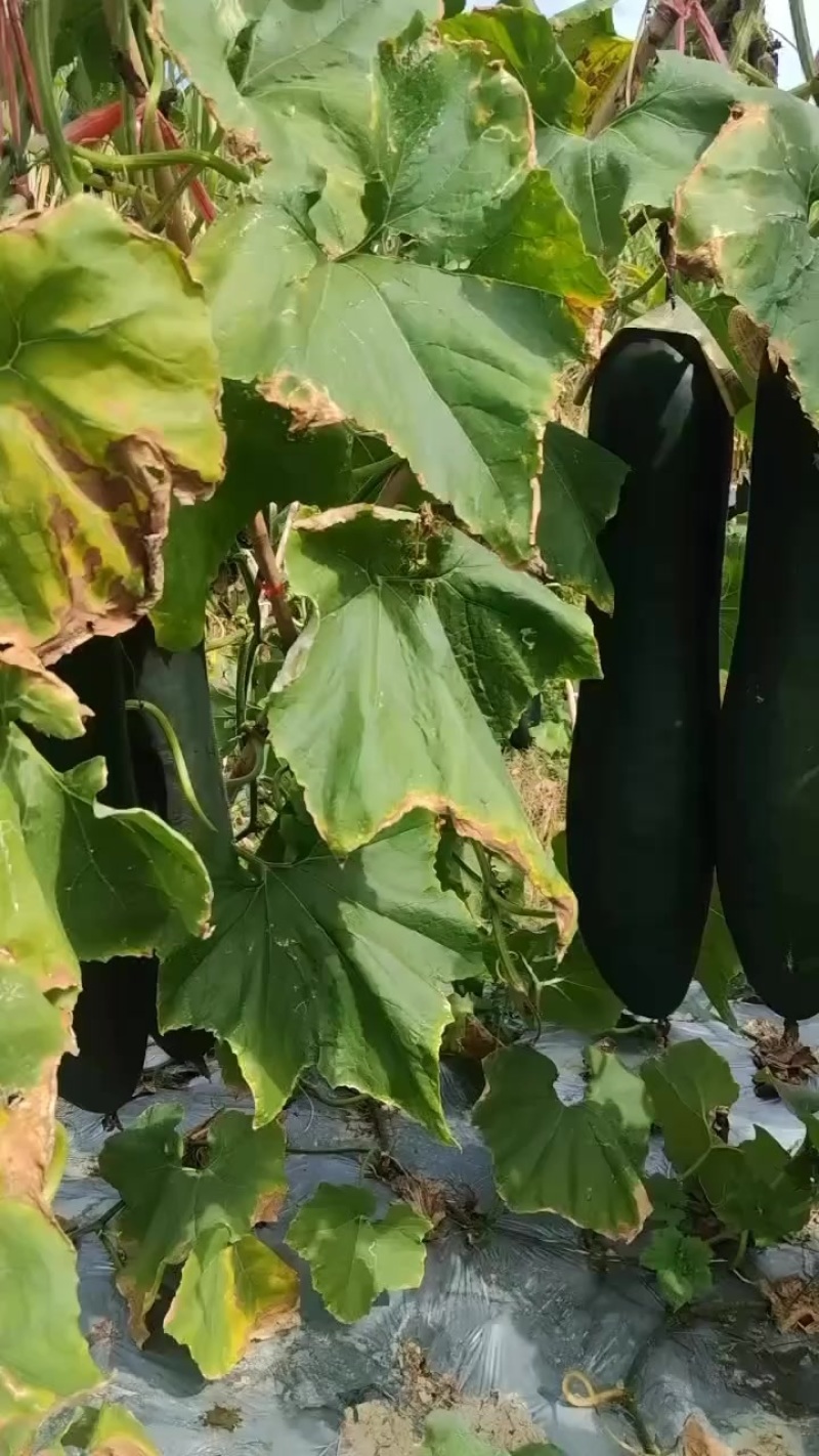 广西马山冬瓜