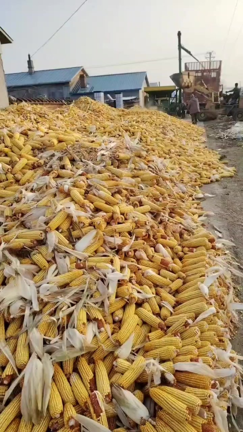 水稻