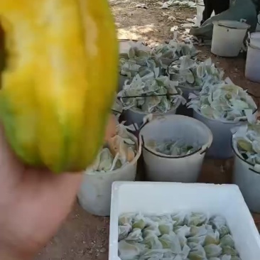河唇甜杨桃