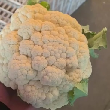 菜花一批基地采摘一手价格量大便宜