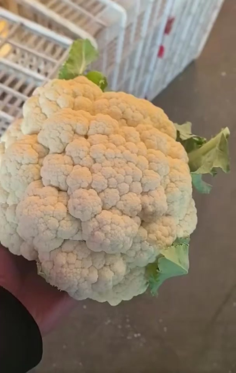 菜花一批基地采摘一手价格量大便宜