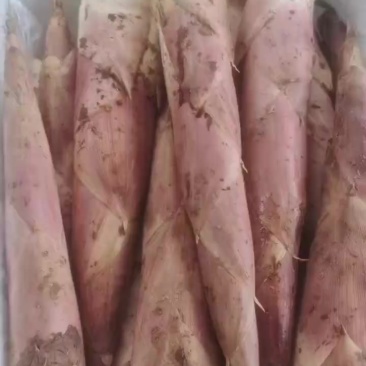 少量精品笋