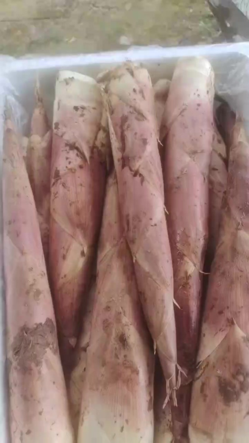 少量精品笋