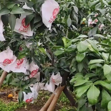 爱媛果冻橙1.7包上车性价比超高，缺货的老板来看