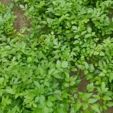湖南野芹菜