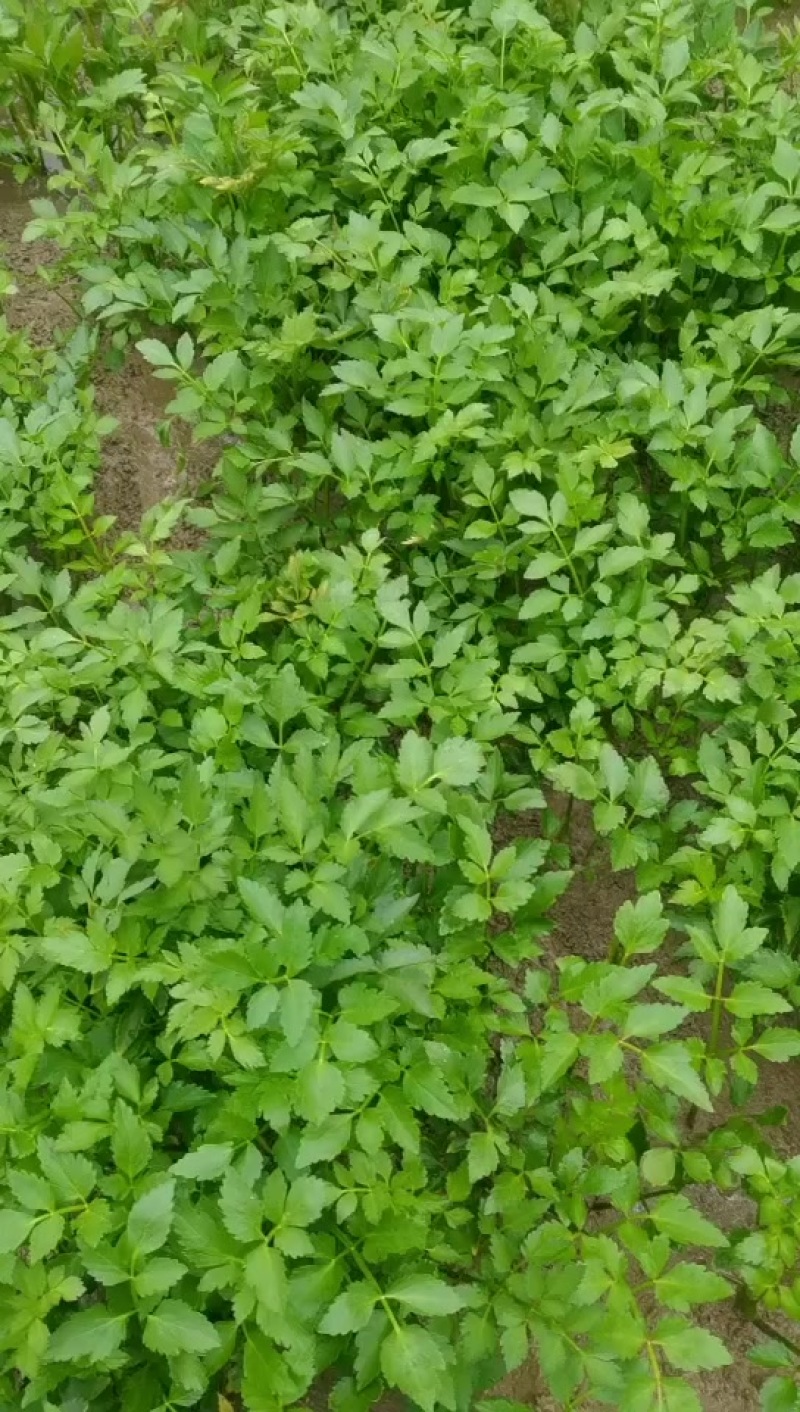 湖南野芹菜