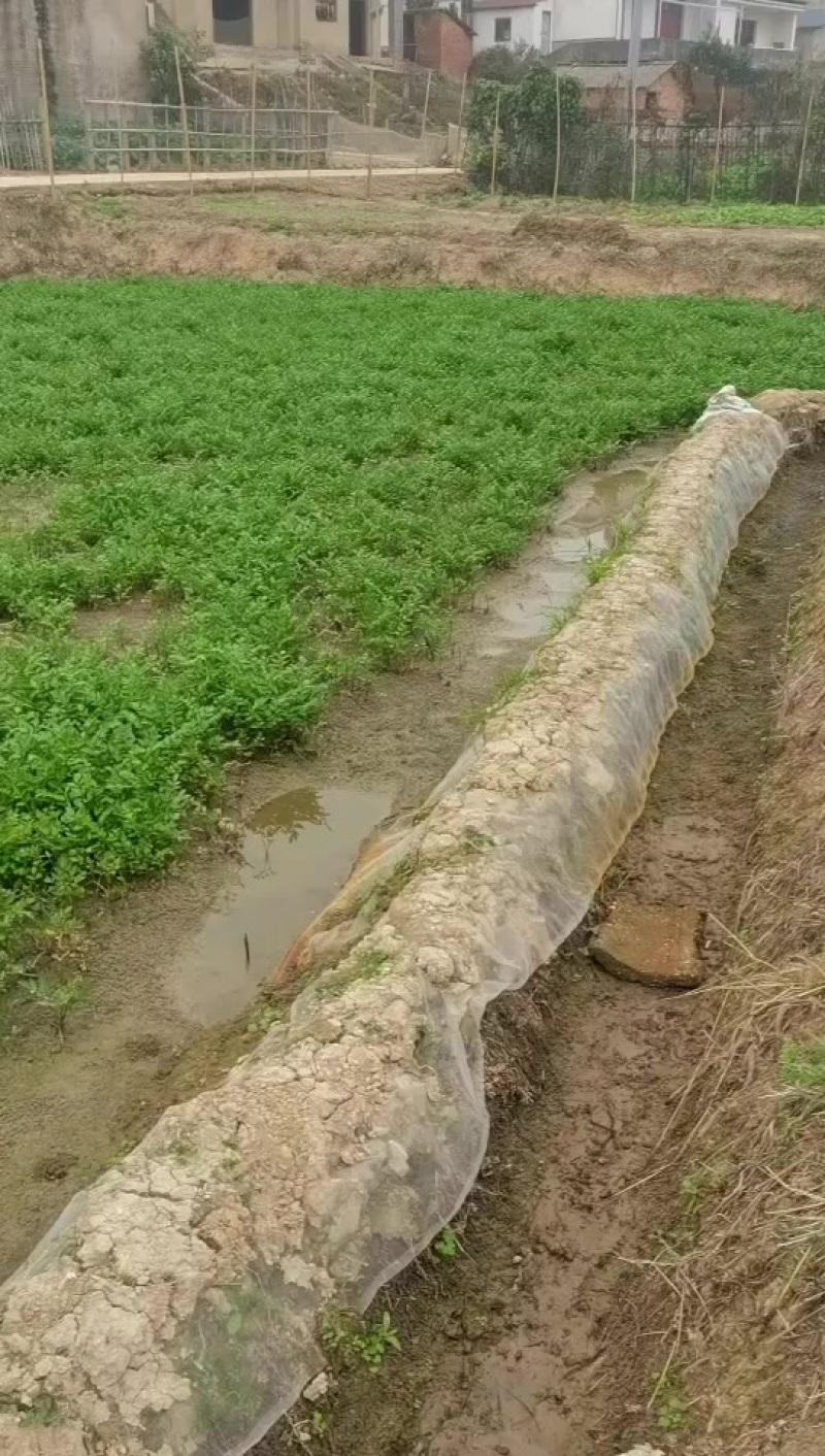 湖南野芹菜