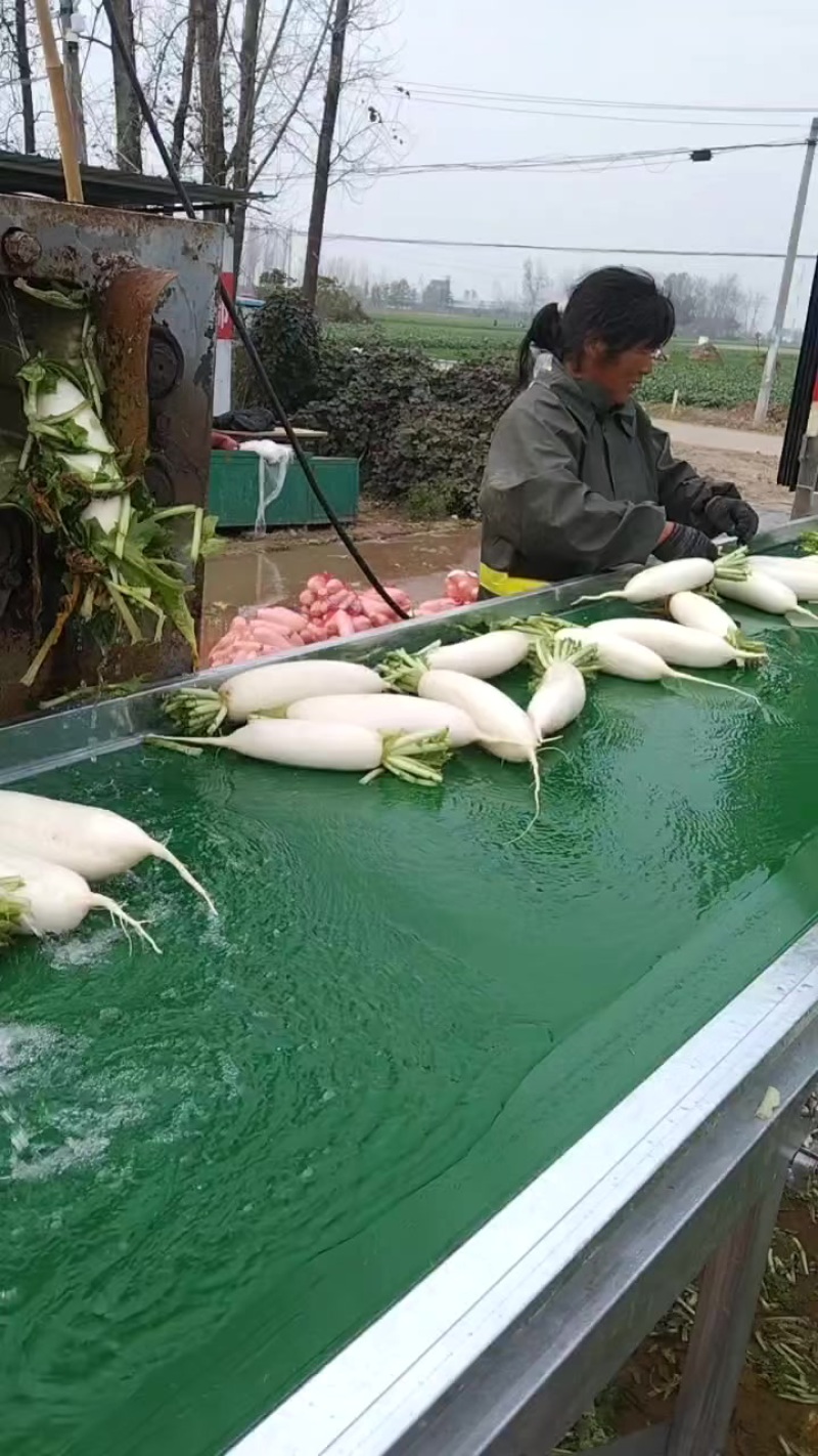 白萝卜、精品水洗白萝卜、产地直供、货源充足、价格便宜