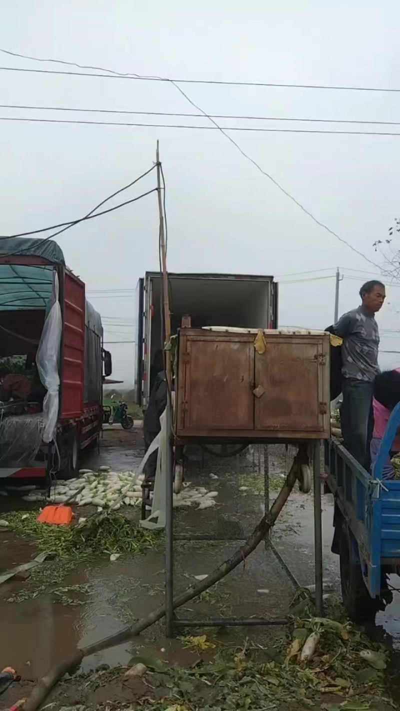 白萝卜，精品白皮萝卜、产地直销、货源充足、价格便宜