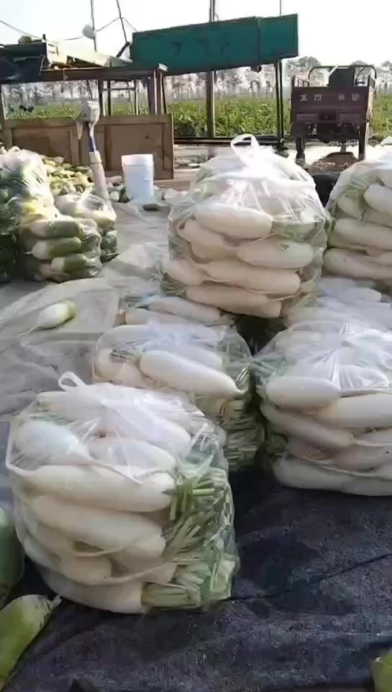 白萝卜，精品白皮萝卜、产地直销、货源充足、价格便宜