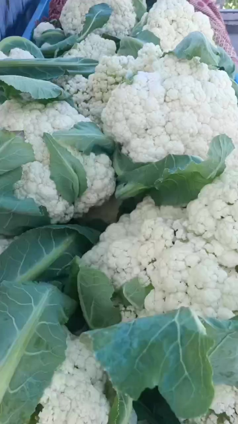 65天青梗松花菜