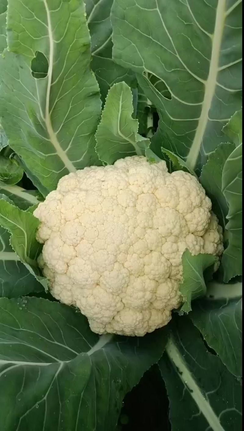 青梗松花菜
