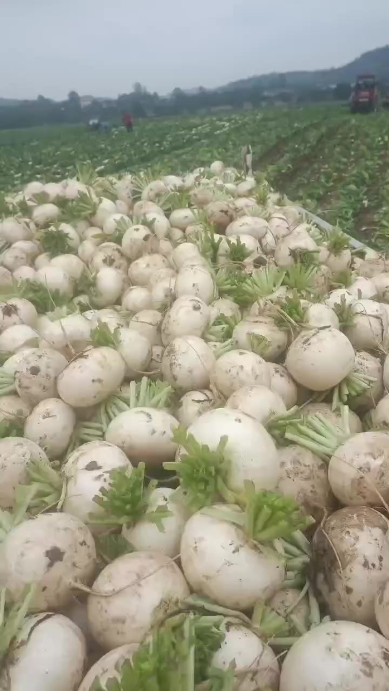 圆萝卜