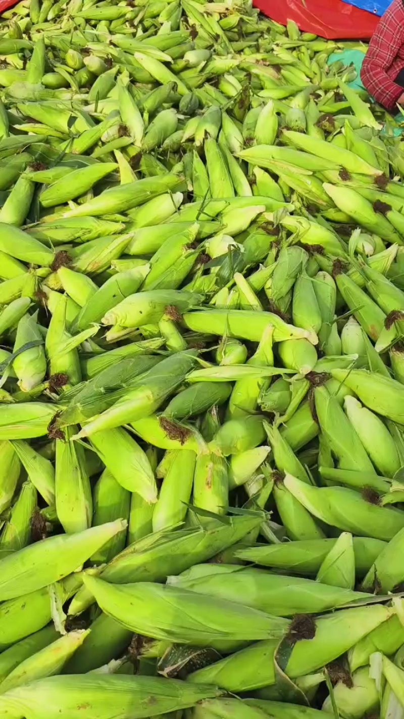 糯玉米