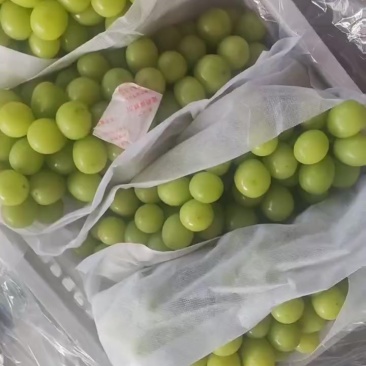 阳光玫瑰