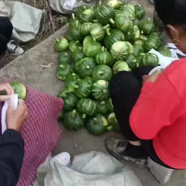 板栗南瓜