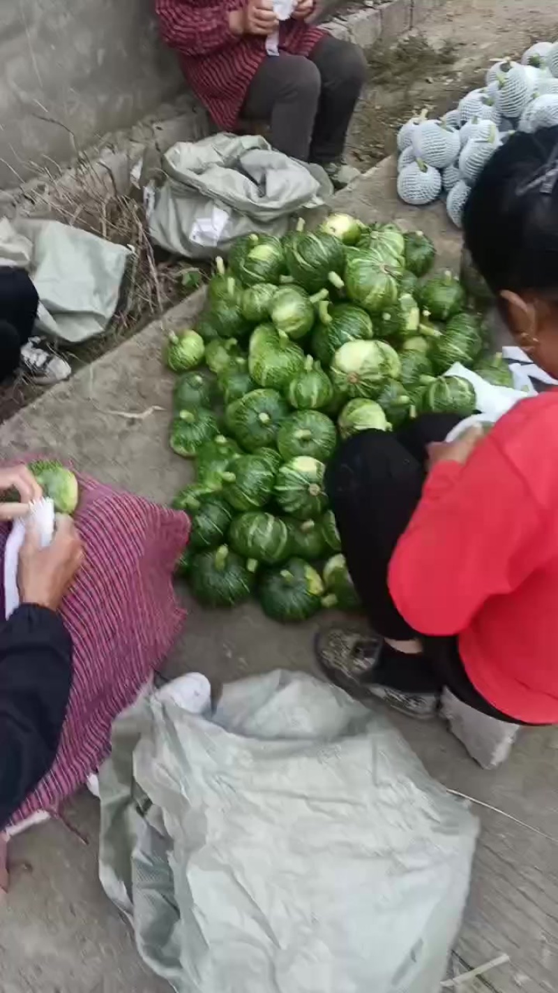 板栗南瓜