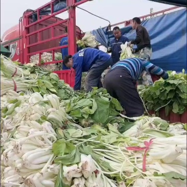 箭杆白