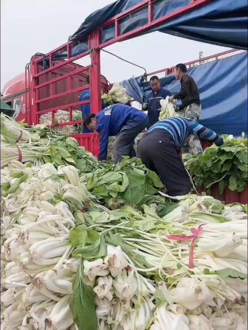 箭杆白