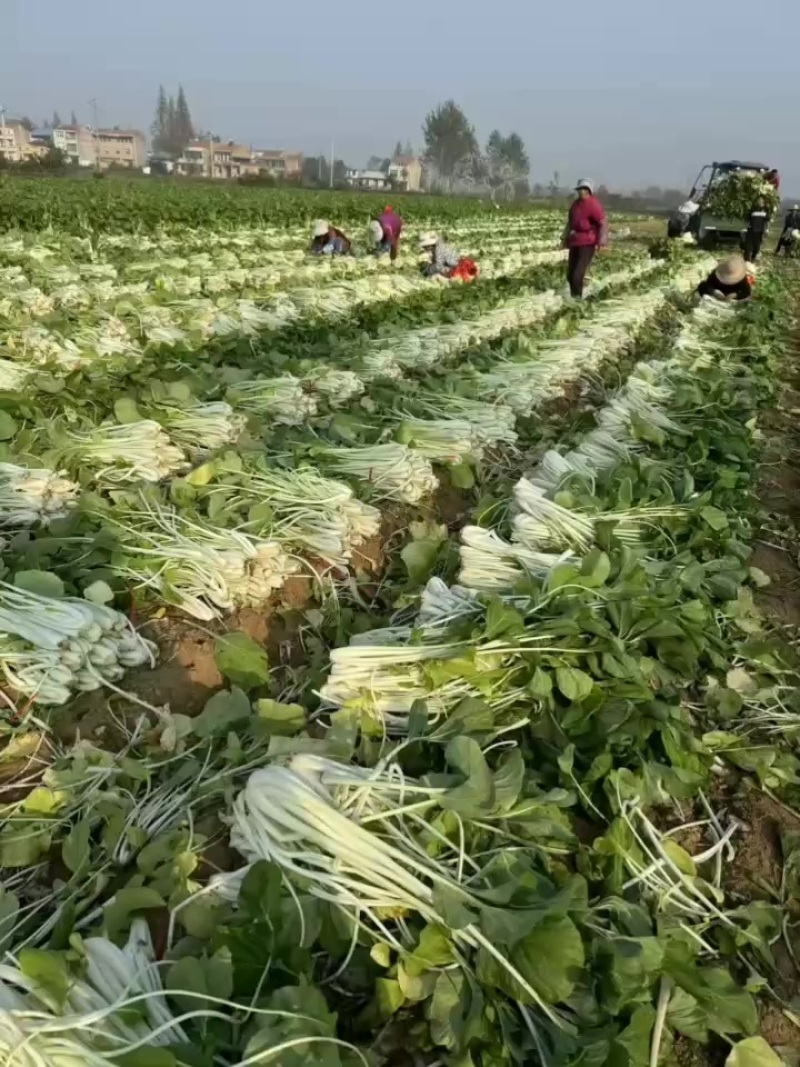 箭杆白