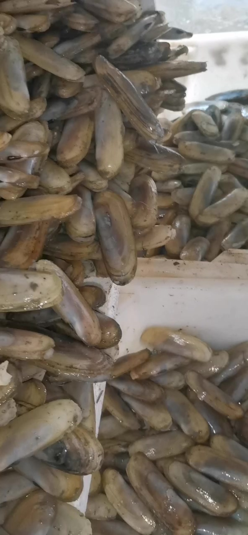 美人蛏。剑蛏，富贵蛏，刀蛏