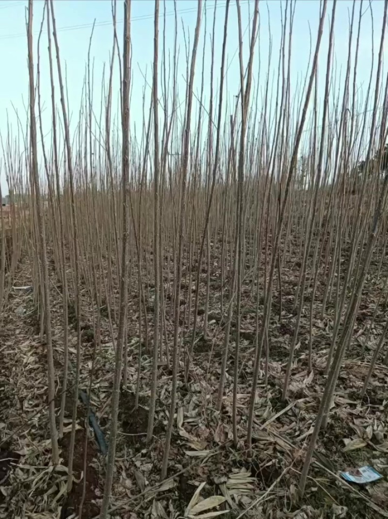 107杨树苗