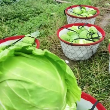 甘蓝，牛心菜，大量上市，价格优惠
