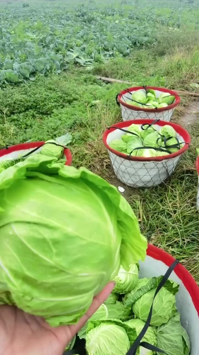 甘蓝，牛心菜，大量上市，价格优惠