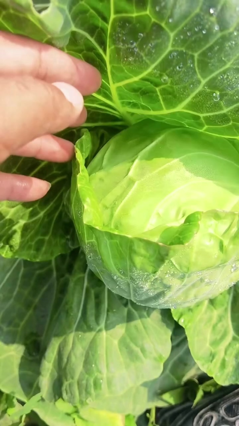 甘蓝，牛心菜，大量上市，价格优惠