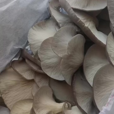 精品平菇大量上市，一手货源，产地直发，价格美丽！