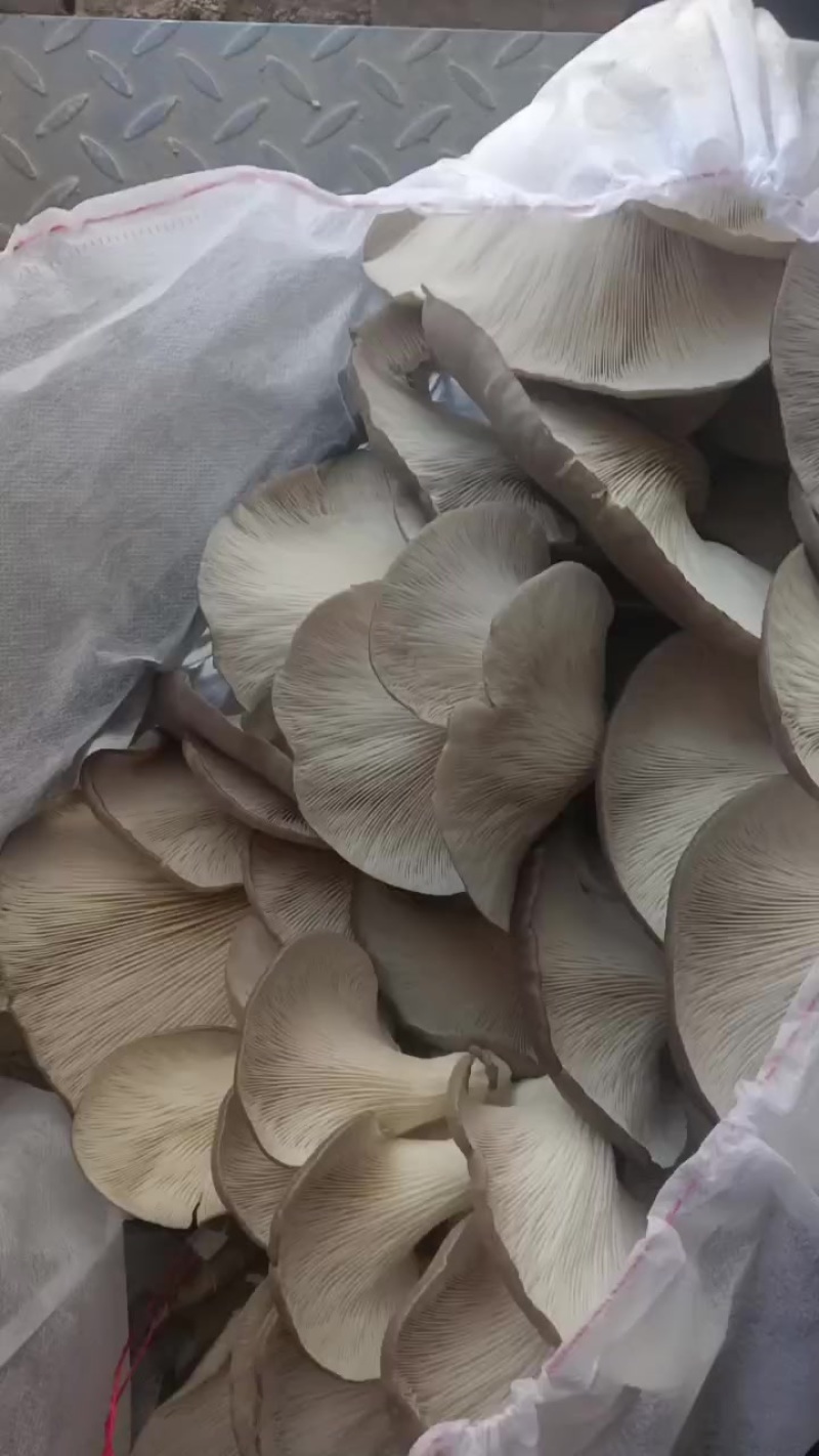 精品平菇大量上市，一手货源，产地直发，价格美丽！