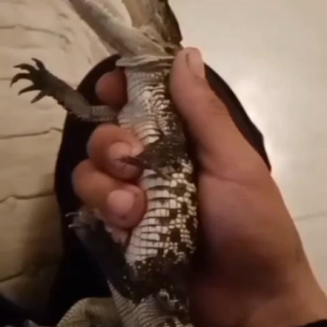 鳄鱼苗成品鳄