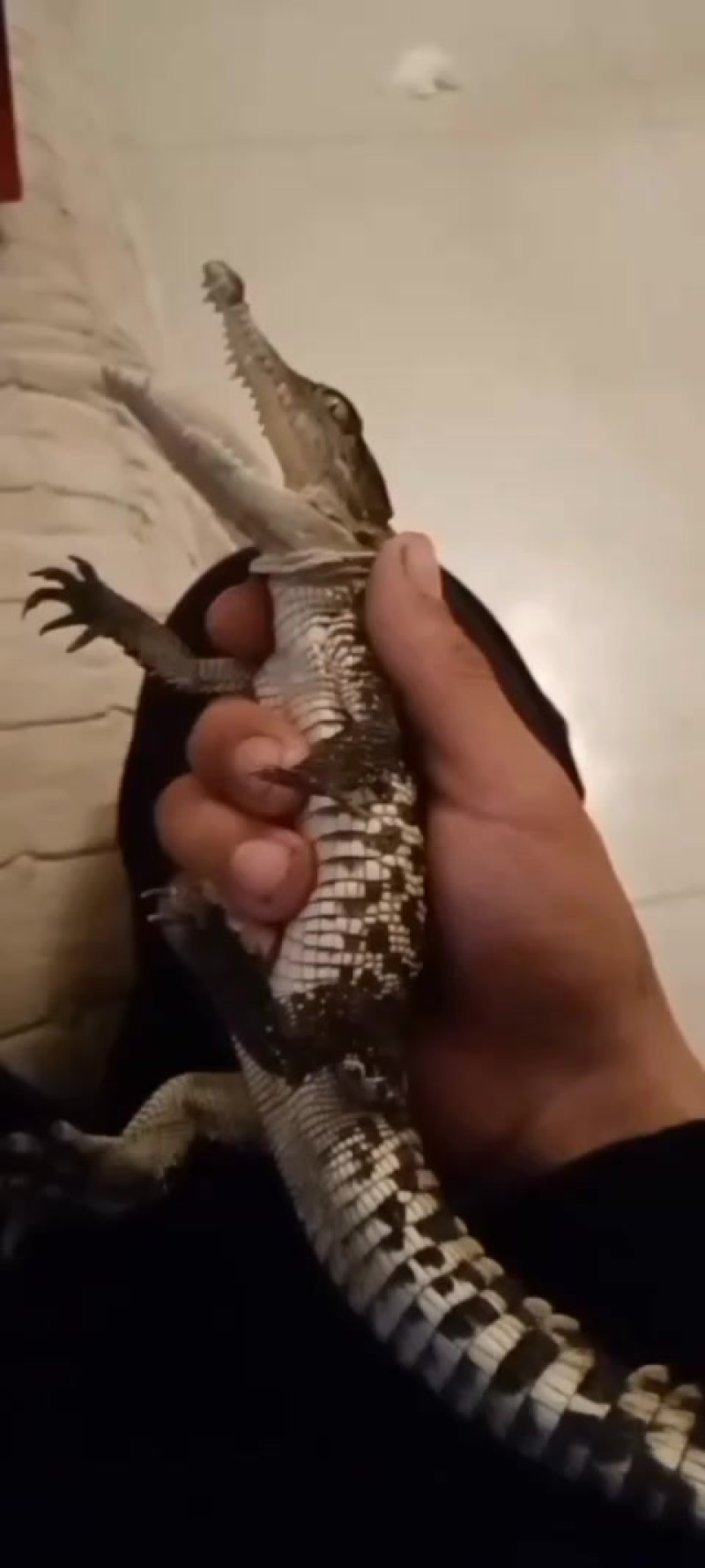 鳄鱼苗成品鳄