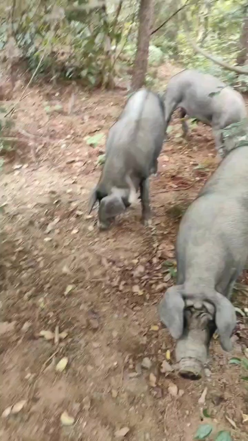 放山猪