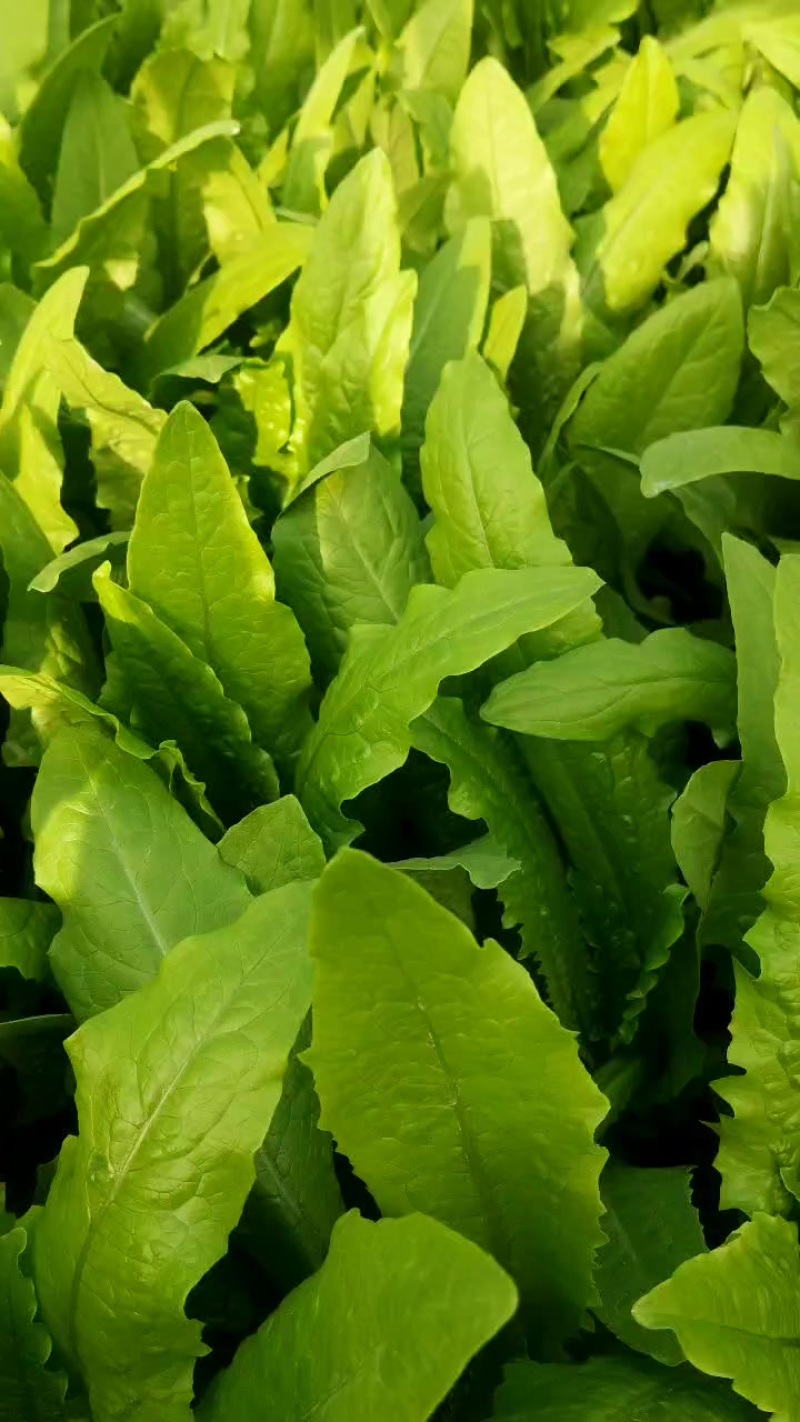精品油麦