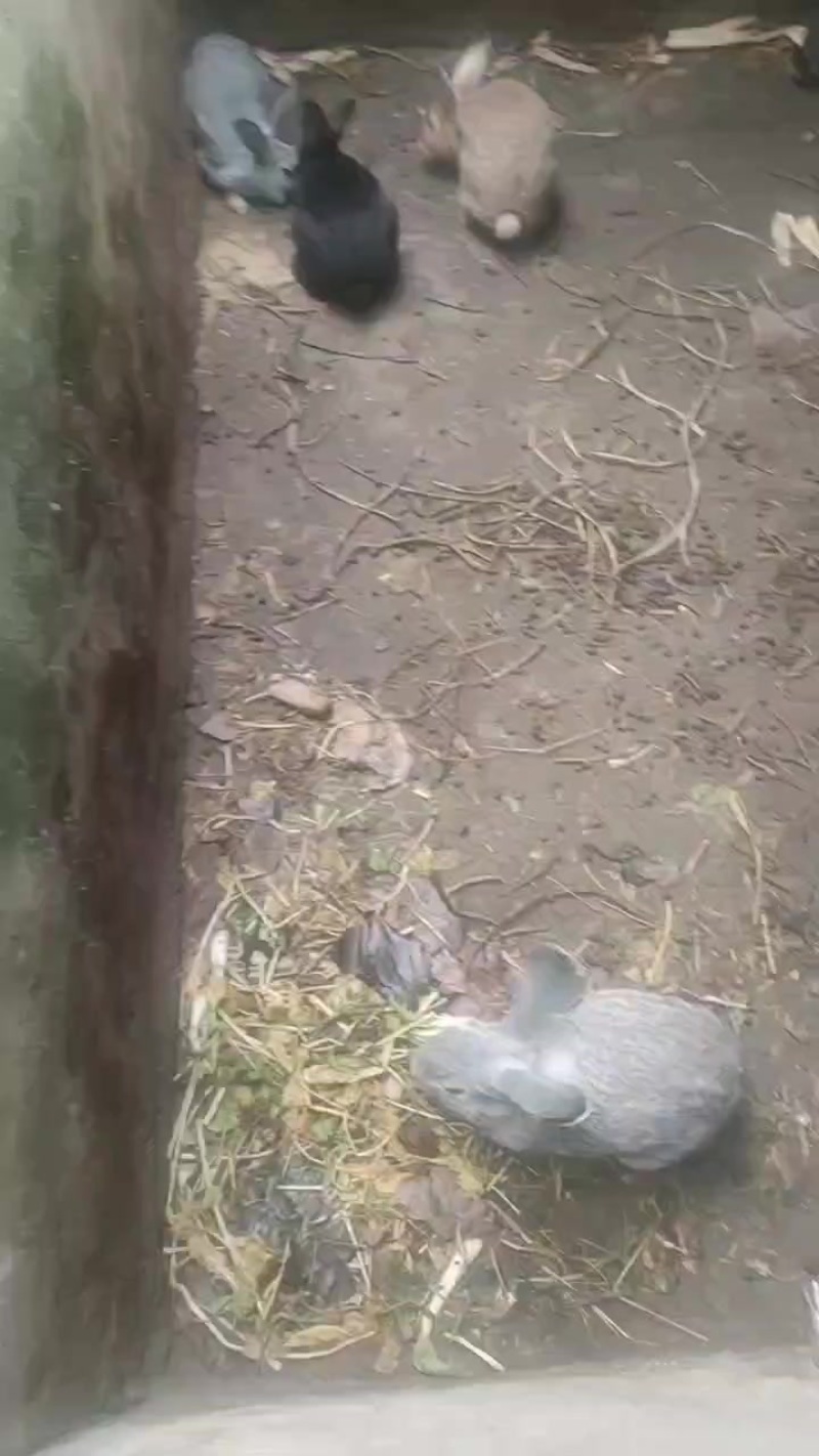 肉兔批发