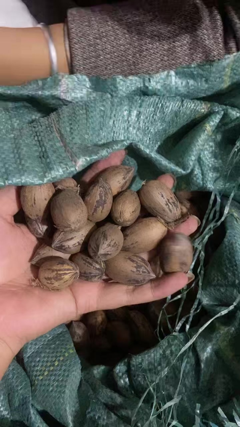 【新鲜碧根果】**特惠，原产地直供***********