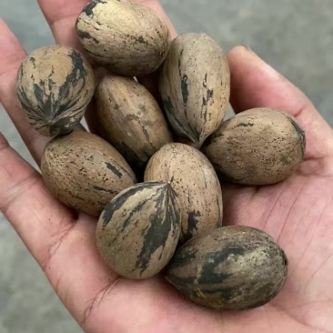 【新鲜碧根果】**特惠，原产地直供***********