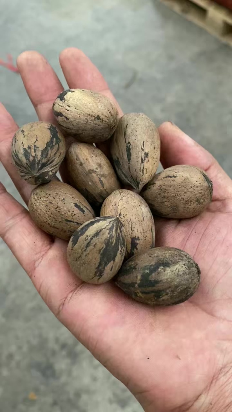 【新鲜碧根果】**特惠，原产地直供***********
