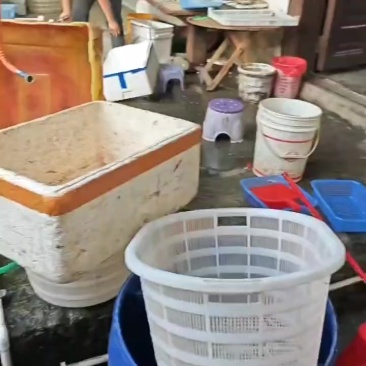 河虾新鲜上货了，100%漂亮，非常漂亮，抢手了，快点